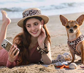 Chihuahua Beach Day Guide: Matching Harness, Outfits & Summer Safety Tips