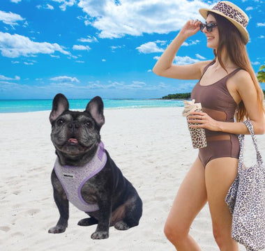 French Bulldog wearing Bobotails leopard vest harness on a sunny beach — breathable design for brachycephalic breeds
