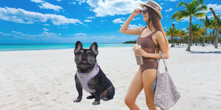 French Bulldog wearing Bobotails leopard vest harness on a sunny beach — breathable design for brachycephalic breeds