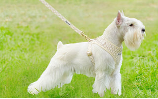 best dog harness guide for Miniature Schnauzer