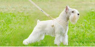 best dog harness guide for Miniature Schnauzer