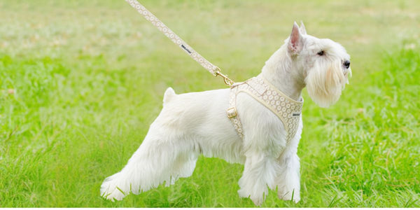 best dog harness guide for Miniature Schnauzer