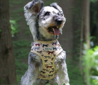 Best Harness for Miniature Schnauzer — Wiry-Coat Safe, No-Pull & Escape-Proof (2026 Guide)