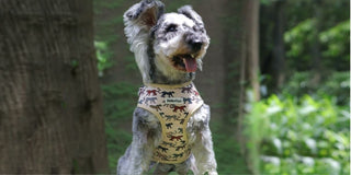 Best Harness for Miniature Schnauzer — Wiry-Coat Safe, No-Pull & Escape-Proof (2026 Guide)