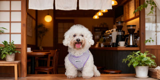 Bobotails lavender lace small dog harness for Bichon Frisé sitting at coffee shop