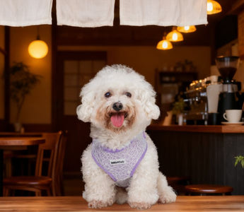 Bobotails lavender lace small dog harness for Bichon Frisé sitting at coffee shop
