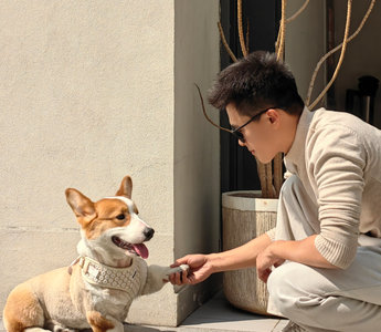 Dog Clothing: From XXS to Large Breeds and Everything In Between