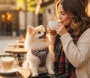 Best Harness for Pomeranian — How to Choose the Right No-Pull Vest