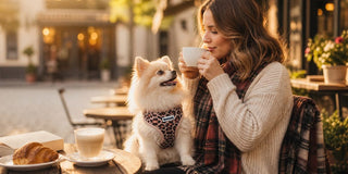 Best Harness for Pomeranian — How to Choose the Right No-Pull Vest