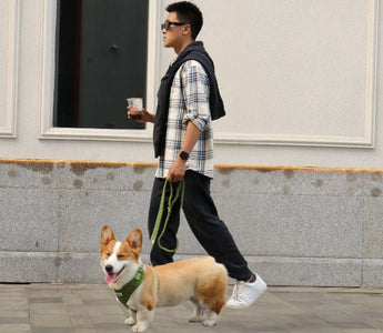 dog-dad-coffee-run-with-corgi-urban-city-walk-matching-harness-leash-bobotails-lifestyle