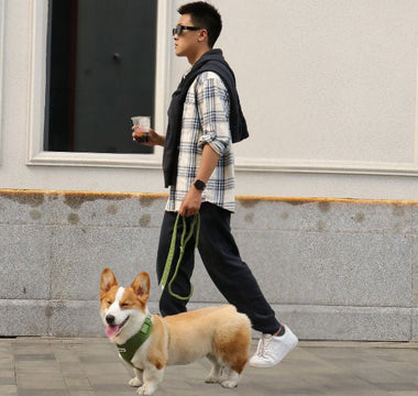 dog-dad-coffee-run-with-corgi-urban-city-walk-matching-harness-leash-bobotails-lifestyle