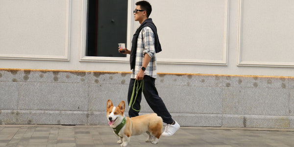 dog-dad-coffee-run-with-corgi-urban-city-walk-matching-harness-leash-bobotails-lifestyle
