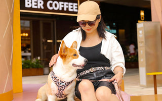 The Ultimate Corgi Harness Guide: Best No-Pull & Escape-Proof Options
