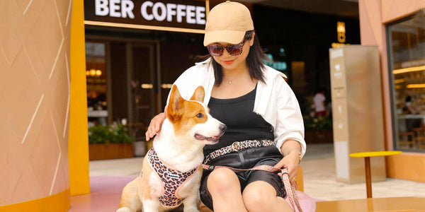 The Ultimate Corgi Harness Guide: Best No-Pull & Escape-Proof Options