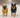 Cozy fleece-lined dog coats for cold seasons