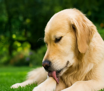 Why Do Dogs Lick Their Paws