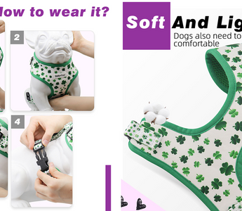 How to Put on a Harness on a Dog?