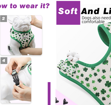 How to Put on a Harness on a Dog?