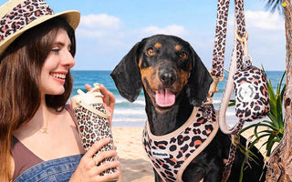 a women hold bobotails  leopard collection and stand by Dachshund wearing leopard dog harness leash set