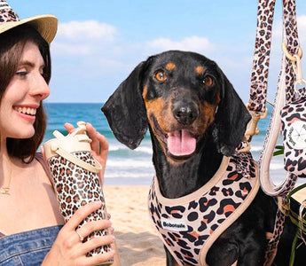 a women hold bobotails  leopard collection and stand by Dachshund wearing leopard dog harness leash set