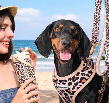 a women hold bobotails  leopard collection and stand by Dachshund wearing leopard dog harness leash set