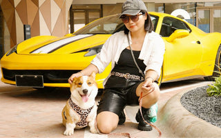 The Ultimate Guide to Aesthetic Matching for Dog Parents: Beyond the Traditional Dog and Owner Outfits