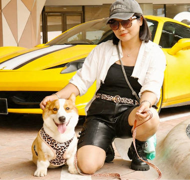 The Ultimate Guide to Aesthetic Matching for Dog Parents: Beyond the Traditional Dog and Owner Outfits