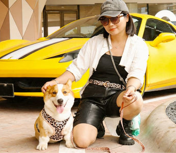 The Ultimate Guide to an Aesthetic Matching Lifestyle with Your Dog: Beyond the Traditional Outfits