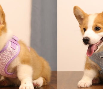 The Complete Guide to the Best Harness for Small Dogs — Fit, Safety & Style