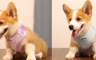 Bobotails small dog harness matching leash set — safe no-choke vest design for Chihuahua Yorkie Poodle French Bulldog
