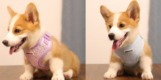 Bobotails small dog harness matching leash set — safe no-choke vest design for Chihuahua Yorkie Poodle French Bulldog