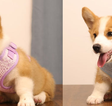 Bobotails small dog harness matching leash set — safe no-choke vest design for Chihuahua Yorkie Poodle French Bulldog