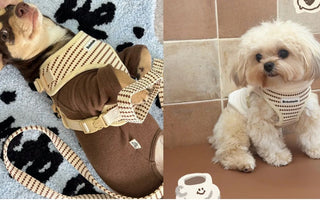 How to Choose the Right Dog Harness for Small & Medium Size Dog