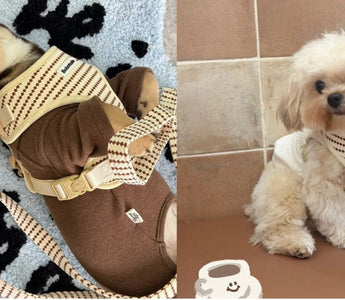 How to Choose the Right Dog Harness for Small & Medium Size Dog