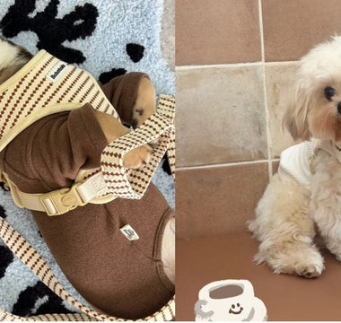 How to Choose the Right Dog Harness for Small & Medium Size Dog