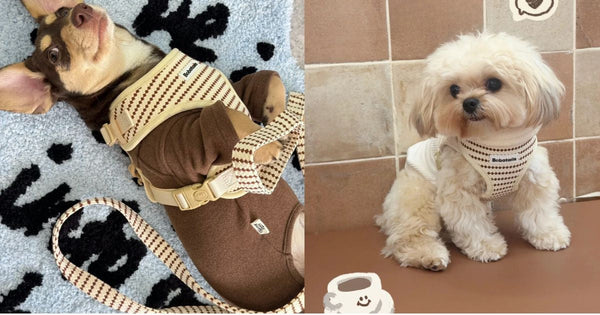 How to Choose the Right Dog Harness for Small & Medium Size Dog