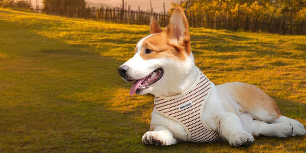 find the perfect dog harness for your pup