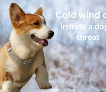 Why Your Dog Might Be Coughing on Walks — And How the Right Harness Helps Protect Them