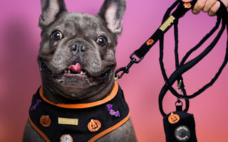 Why the Bobotails Halloween Dog Harness Is a Must-Have This Spooky Season