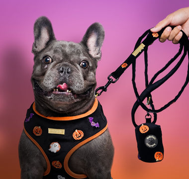 Why the Bobotails Halloween Dog Harness Is a Must-Have This Spooky Season