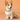 hunting dog collars