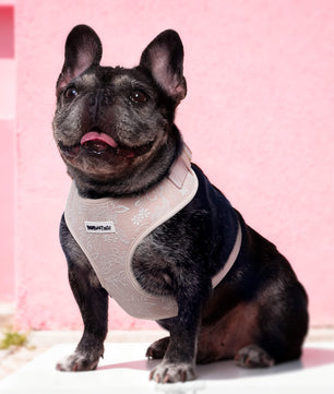 Morning Glory Dog Harness (Brown)