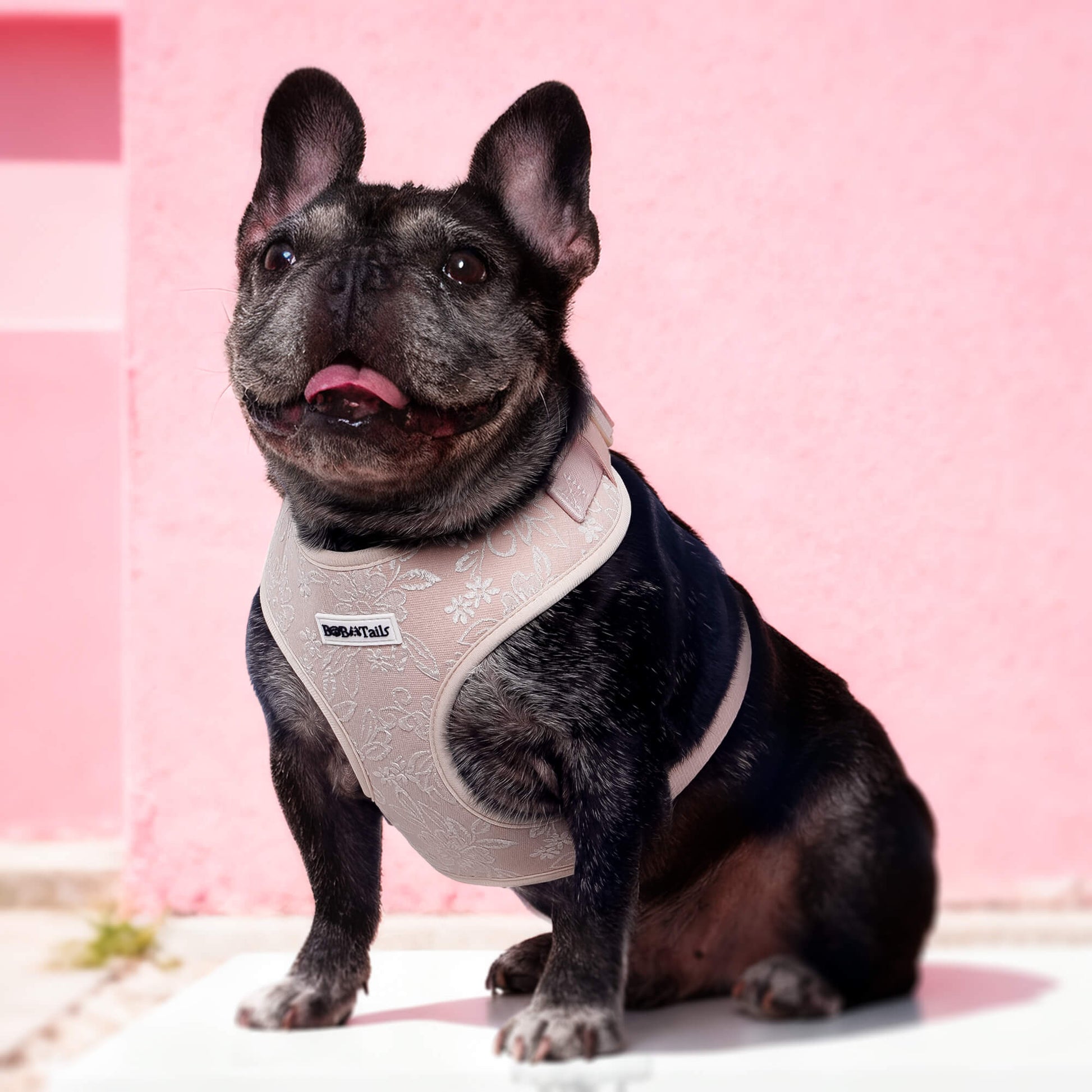 Morning Glory Dog Harness (Brown)