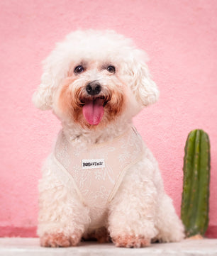 Morning Glory Dog Harness (Brown)