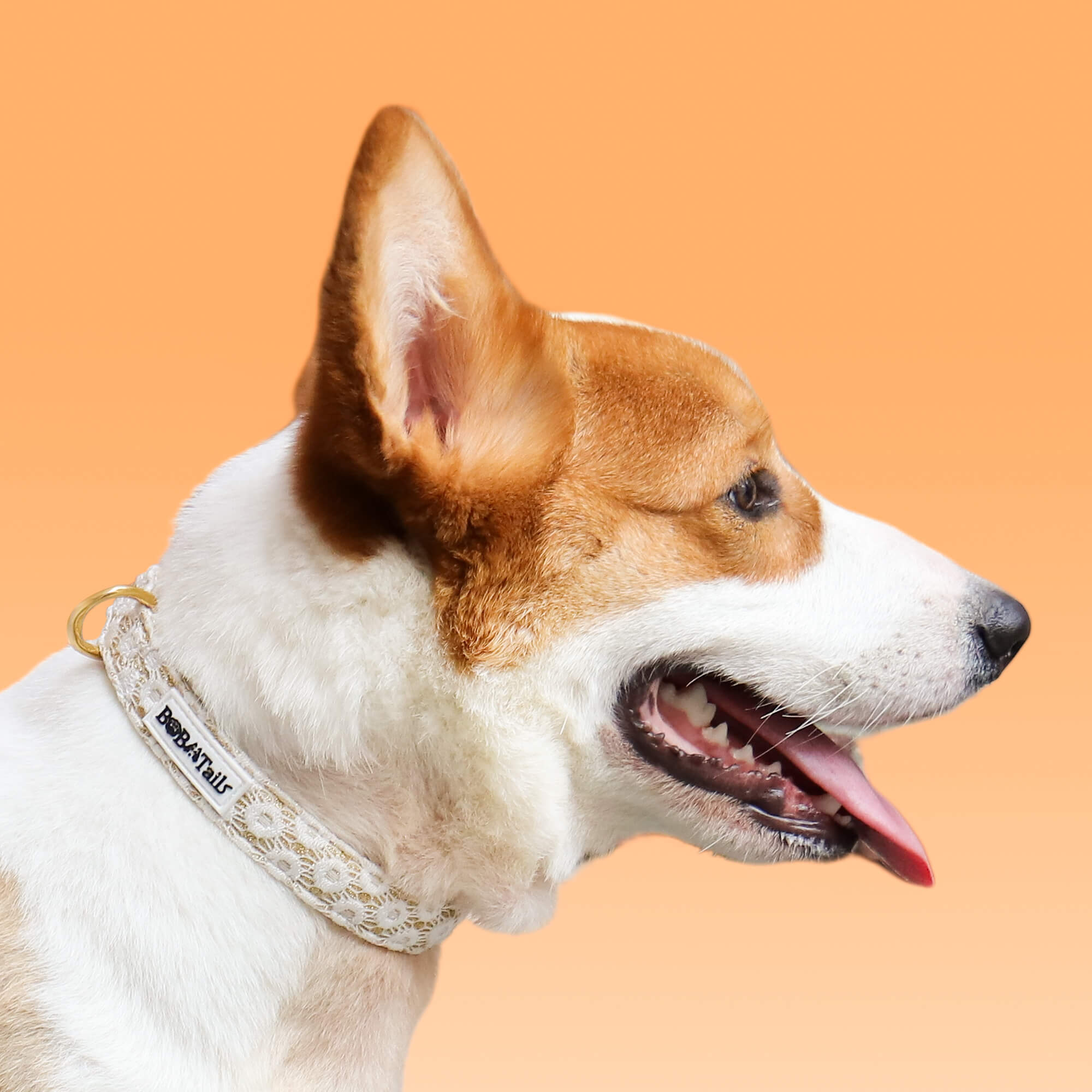 Floral Brilliance Dog Collar