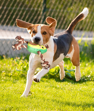 Interactive Dog Toy – Avocado Shaped Squeaky Plush Toy for Dogs