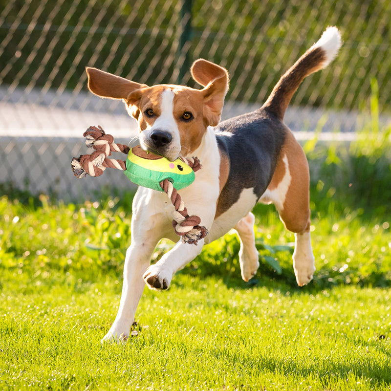 Interactive Dog Toy – Avocado Shaped Squeaky Plush Toy for Dogs