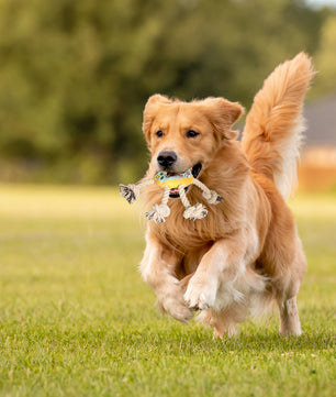 Donut Shaped Interactive Dog Toy