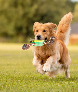 Interactive Dog Toy – Avocado Shaped Squeaky Plush Toy for Dogs