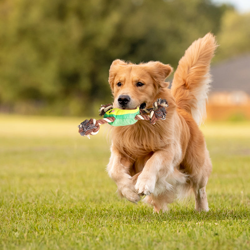 Interactive Dog Toy – Avocado Shaped Squeaky Plush Toy for Dogs